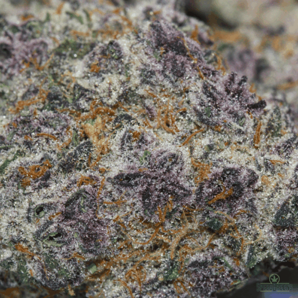 super buff cherry top shelf weed strain