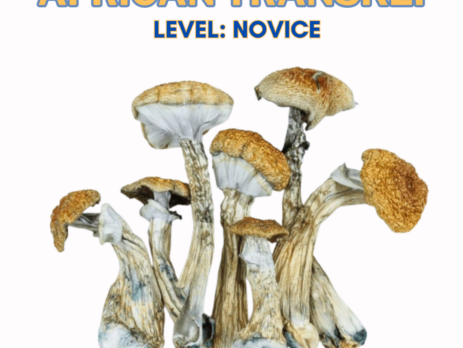 African Transkei Magic Mushrooms