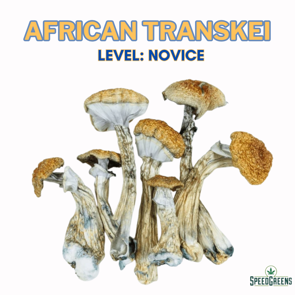 African Transkei Magic Mushroom Strain – Potent South African