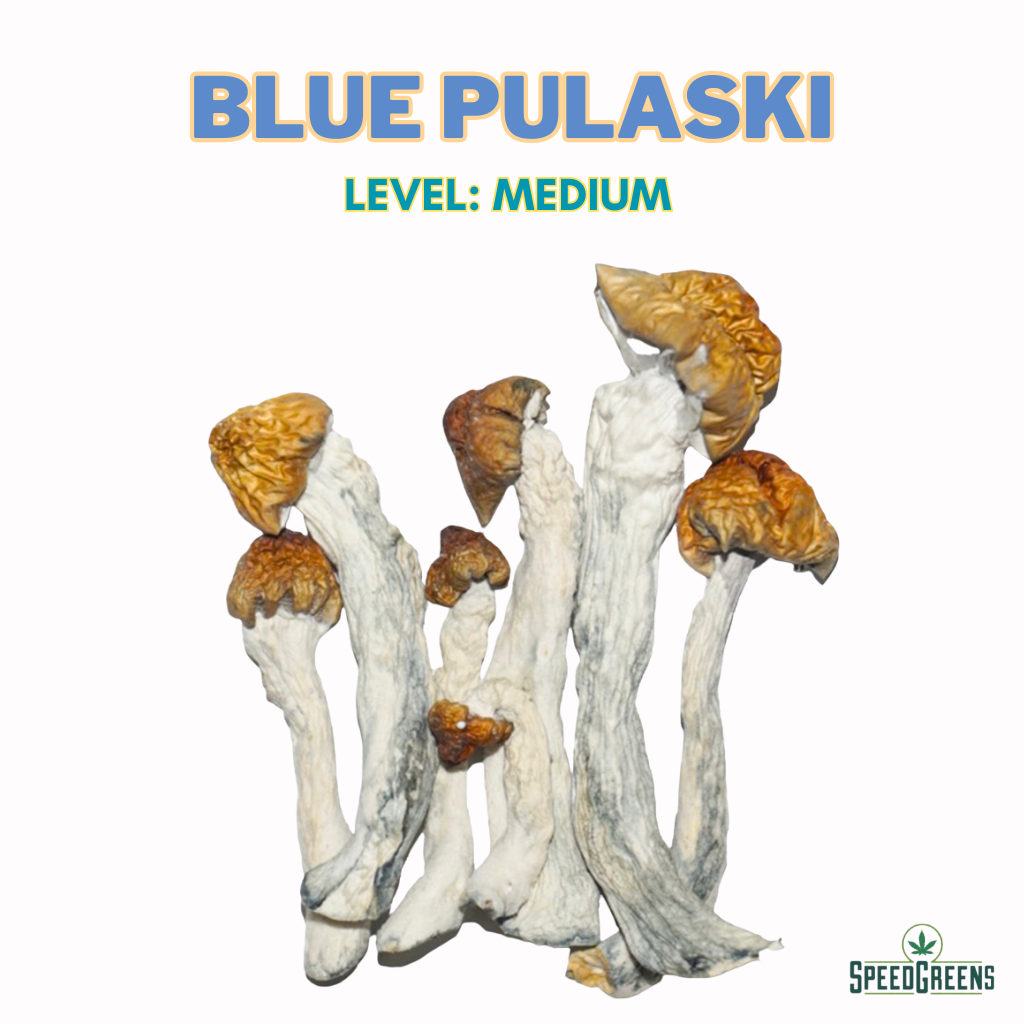 Blue Pulaski Magic Mushrooms | Dried High-Potency