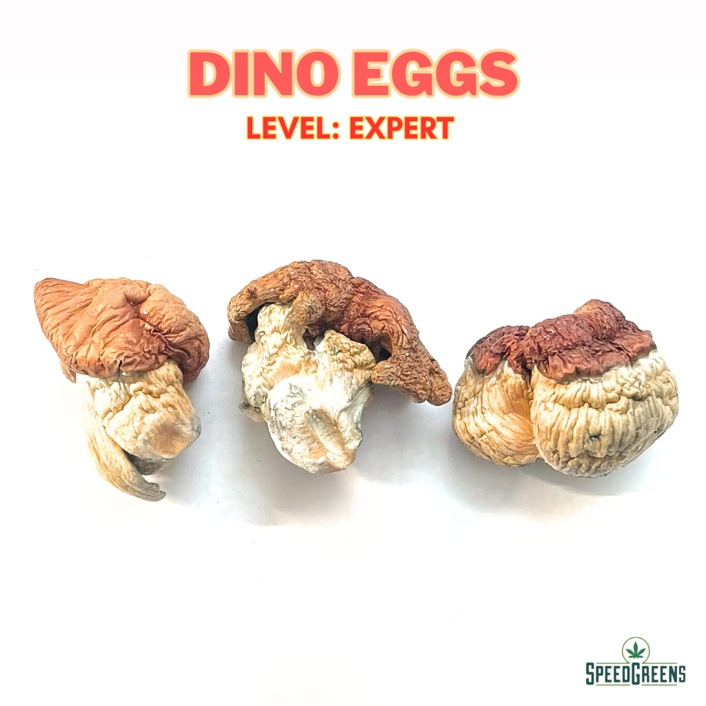 Dino Eggs Magic Mushroom Strain – Potent Penis Envy Cubensis