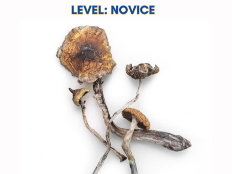 Full Moon Party magic mushrooms