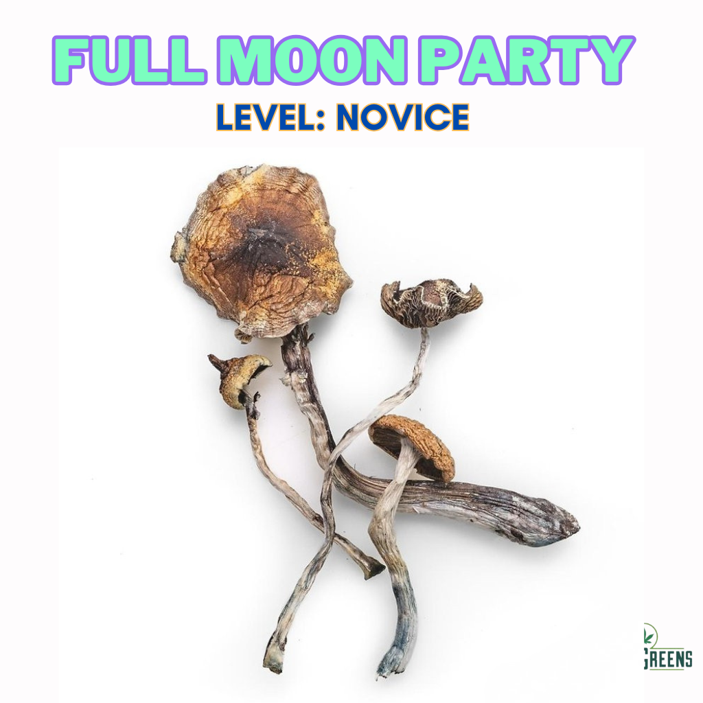 Full Moon Party Magic Mushroom Strain – Koh Samui Cubensis
