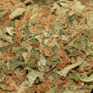 GORILLA GLUE | $49/Oz | By SPEED SPECIAL ® - Image 3