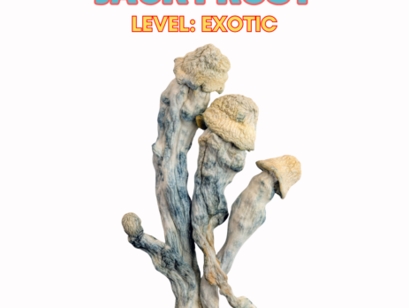 Jack Frost magic mushrooms