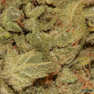 Northern Lights | $59/Oz | SPEED SPECIAL - Image 3