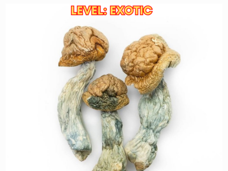 pe-7 magic mushrooms