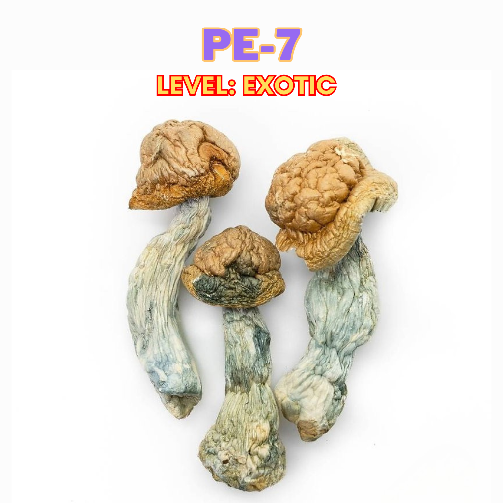 PE-7 Magic Mushrooms | Exotic High-Potency Strain