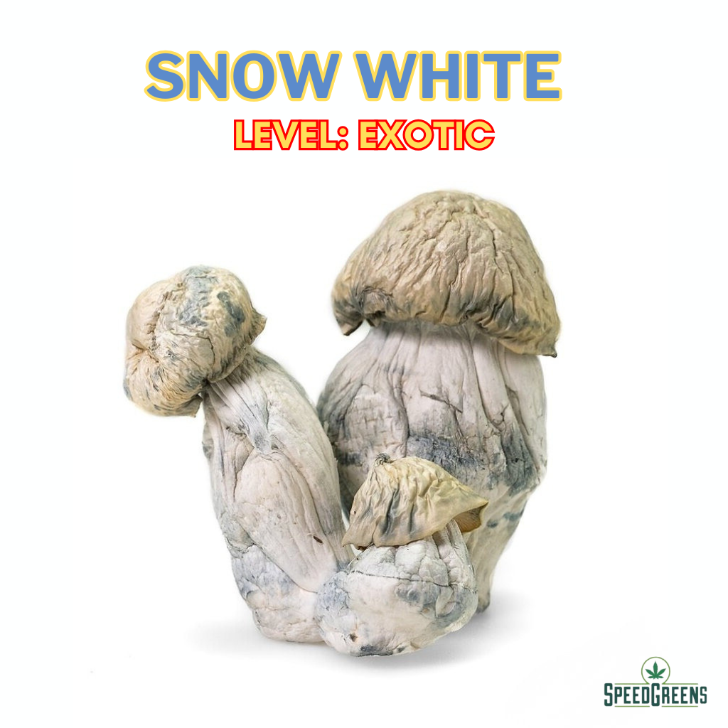 Snow White Magic Mushrooms Strain – Rare Albino-Like Cubensis