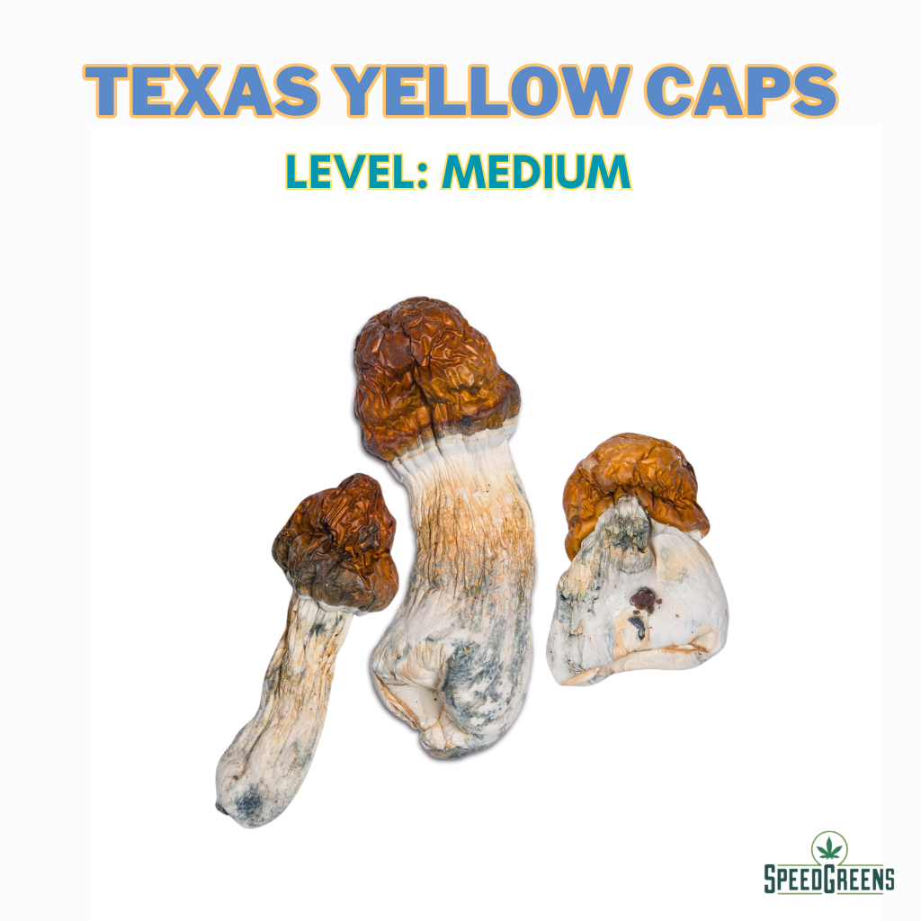 Texas Yellow Caps | Premium Psychedelic Mushroom Strains