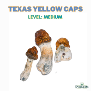 Texas Yellow Caps | Magic Mushrooms