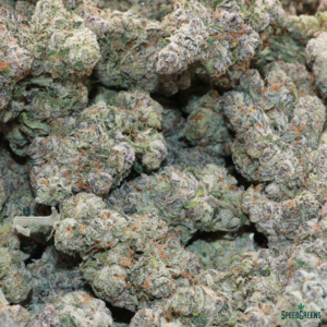 BISCOTTI Top Shelf | by SPEED SPECIAL ® - Image 3