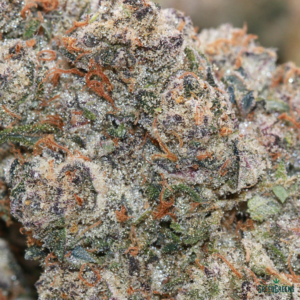 BISCOTTI Top Shelf | by SPEED SPECIAL ® - Image 4