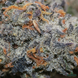 GREAT WHITE SHARK | by BUDDHA BOYS® - Image 3