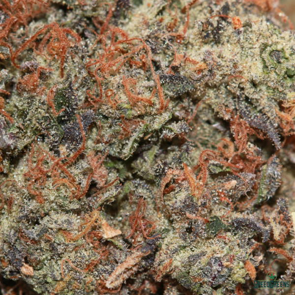 Grape Gas Macro