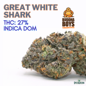 GREAT WHITE SHARK | by BUDDHA BOYS®