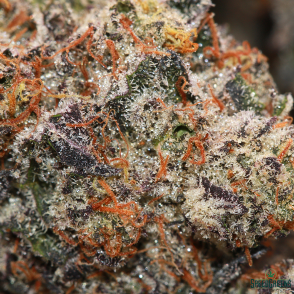 Frosted Fight Club Macro