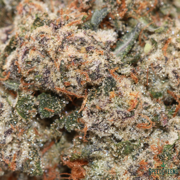 Grape Biscotti Macro