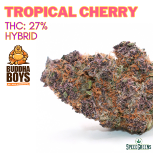 TROPICAL CHERRY Organic Flower SATIVA | Buddha Boys ®