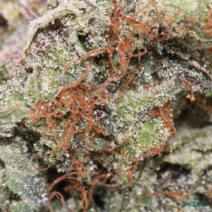 PINK DIABLO Organic Flower INDICA | Buddha Boys ® - Image 4