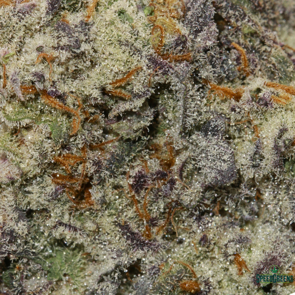 FG Macro