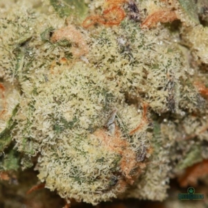 MAKAVELI OG | Buddha Boys ® - Image 4
