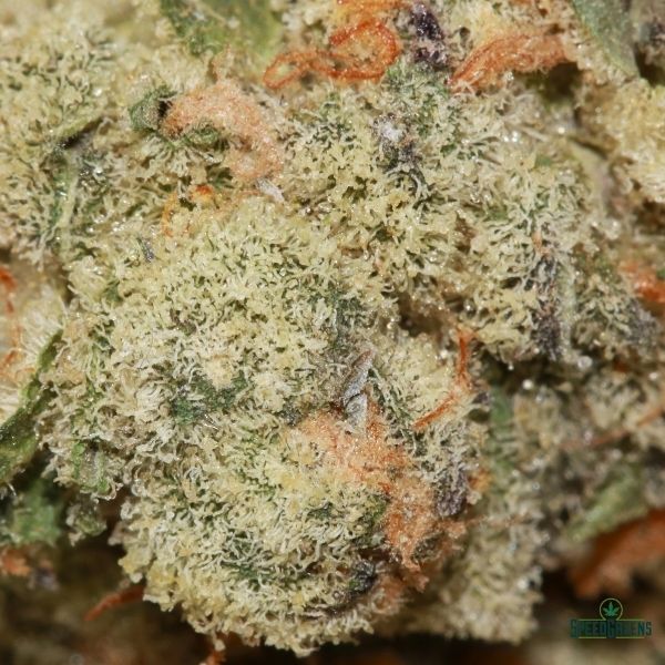 Makaveli Macro