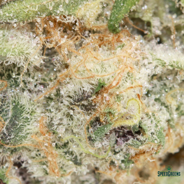 SBF Macro