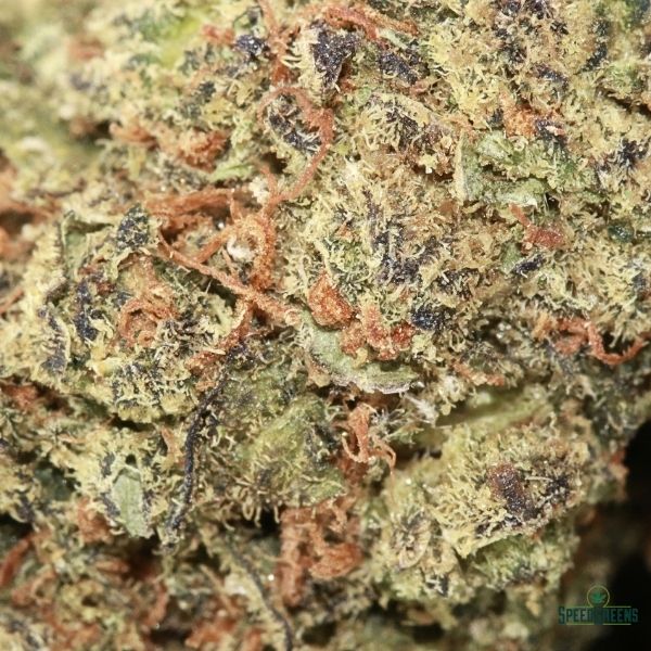 Sour Macro