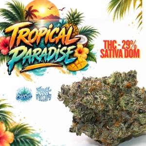 TROPICAL PARADISE Organic Flower SATIVA | Frost Factory ®