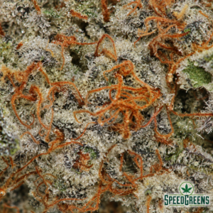 BLUE DREAM | Next Level ® - Image 4