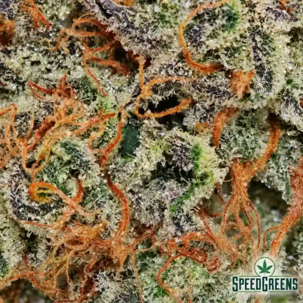 Blueberry Yum Yum Macro optimized