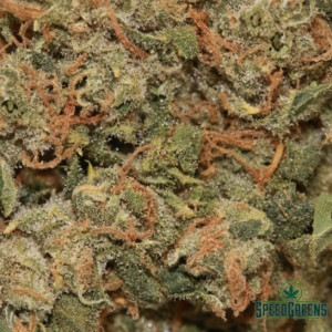 MK ULTRA | Next Level ® - Image 4