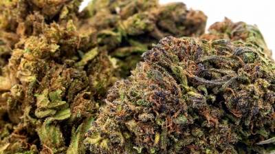 Buy Weed Buds Online: Tips for Beginners