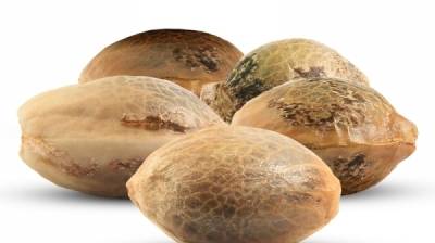 Where Can You Buy Weed Seeds Online: Guide and Hacks